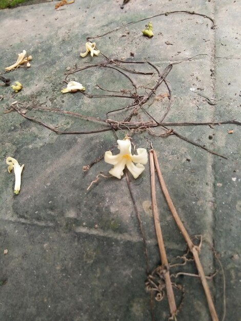 Foto nahaufnahme weißer blüten