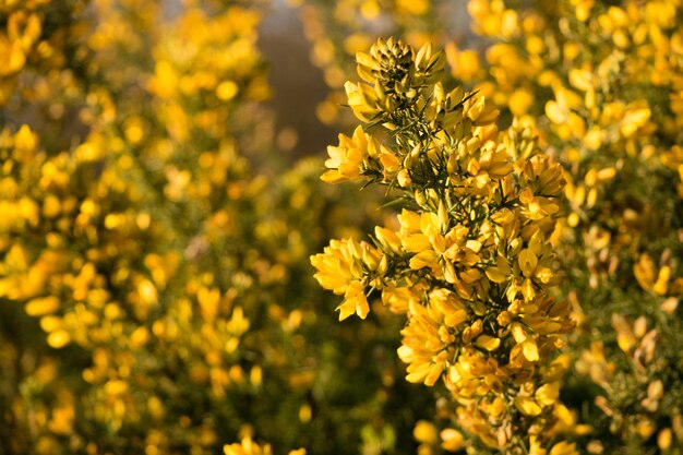 Foto nahaufnahme weißer blüten