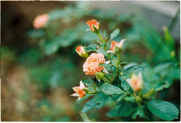 Foto nahaufnahme weißer blüten