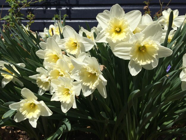 Nahaufnahme weißer Blüten