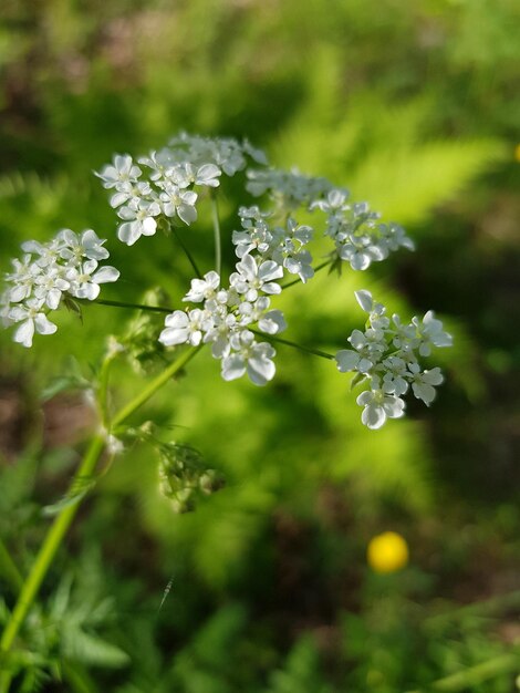 Foto nahaufnahme weißer blütenpflanzen auf dem feld