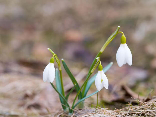 Foto nahaufnahme weißer blütenpflanzen auf dem feld