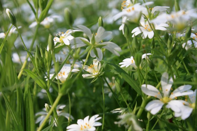 Foto nahaufnahme weißer blumen, die auf dem feld blühen