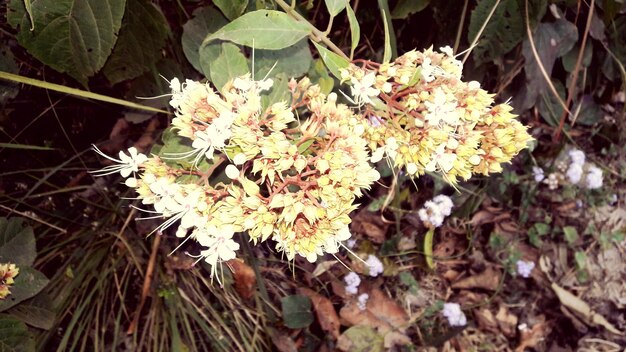 Foto nahaufnahme weißer blumen, die auf dem feld wachsen