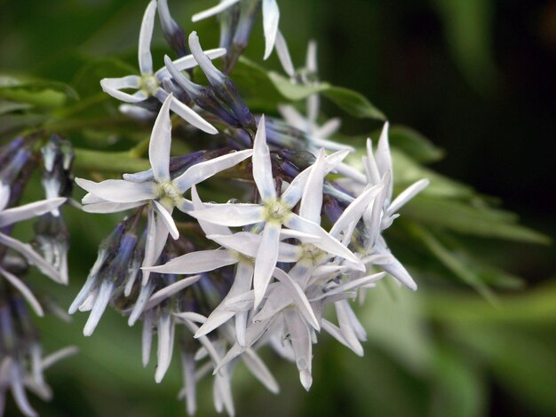 Foto nahaufnahme weißer blumen, die im park blühen