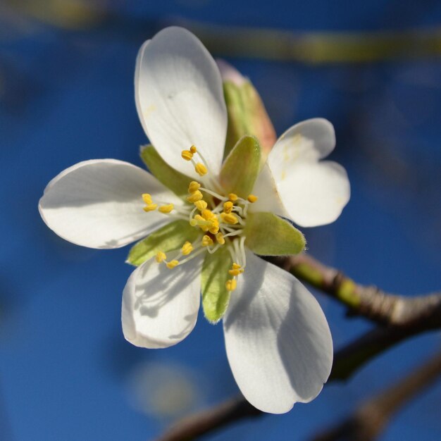 Foto nahaufnahme weißer blumen gegen den himmel