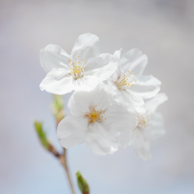 Nahaufnahme weißer Blumen gegen den Himmel