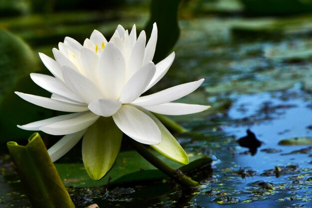 Nahaufnahme weißer Blumen im Teich