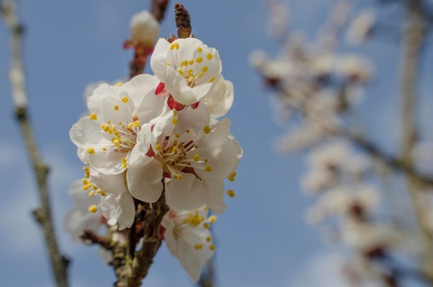 Nahaufnahme weißer Blumen vor klarem Himmel