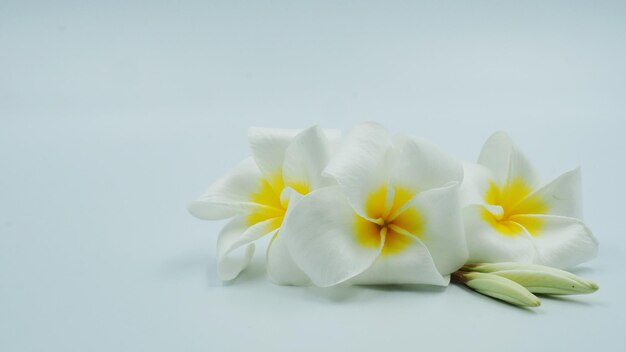 Nahaufnahme weißer Blumen vor weißem Hintergrund