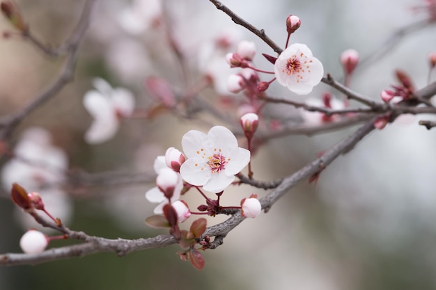 Nahaufnahme weißer Kirschblüten, die im Freien blühen