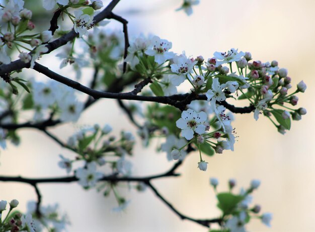 Foto nahaufnahme weißer kirschblüten im frühling