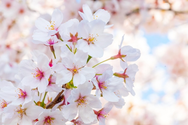 Foto nahaufnahme weißer kirschblüten im frühling