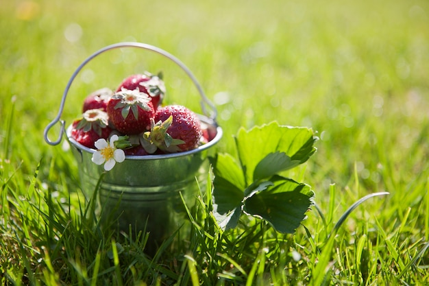 Nahaufnahme weniger Eimers mit frischen und saftigen Erdbeeren auf grünem Gras im Freien