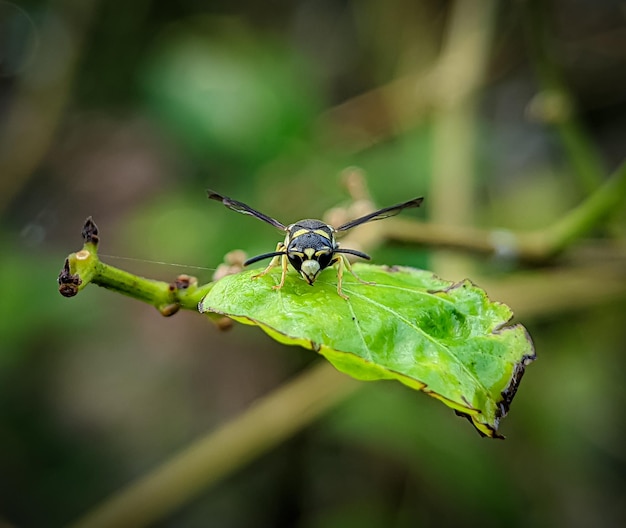 Nahaufnahme Wespen auf einem grünen Blatt mit verschwommenem Hintergrund