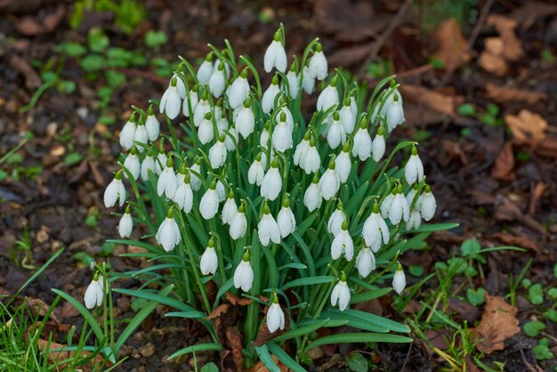 Nahaufnahme wilder Schneeglöckchen-Blumen, die in einem Garten oder Wald wachsen Vergrößern Sie die Textur und Glockenform weißer Blütenblätter in einem friedlichen Park
