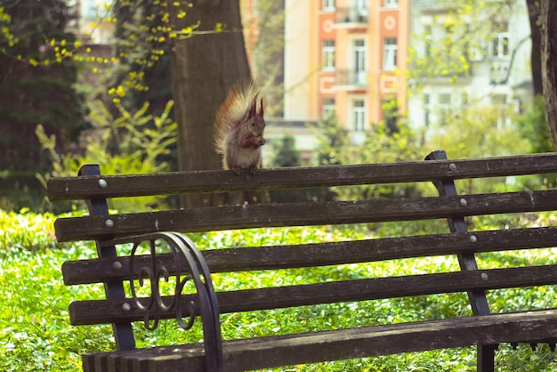 Nahaufnahme wildes Eichhörnchen, das Nuss auf der Rückbank im Parkkonzeptfoto isst