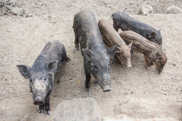 Nahaufnahme Wildschweinfamilie