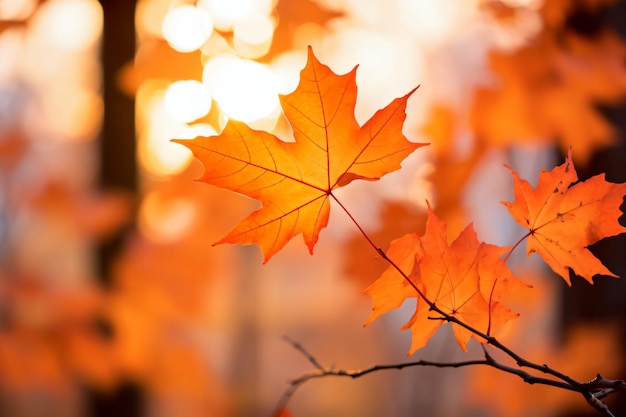 Nahaufnahme wunderschöner orangefarbener Herbstahornblätter im Wald