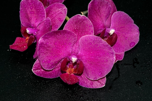 Nahaufnahme wunderschöner Orchideen auf dunklem Hintergrund mit Wassertropfen auf den Blütenblättern