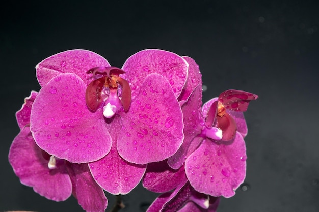 Nahaufnahme wunderschöner Orchideen auf dunklem Hintergrund mit Wassertropfen auf den Blütenblättern