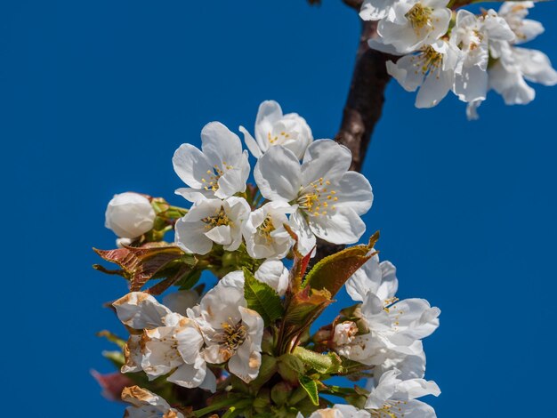 Nahaufnahme Zweig mit weißen Kirschblüten und blauem Hintergrund