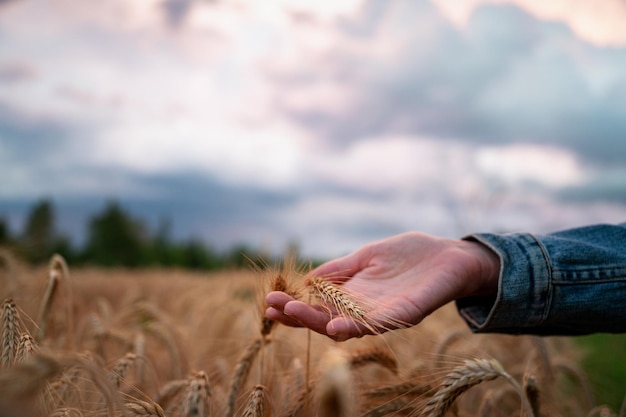 Nahaufnahmeansicht der weiblichen Hand, die schöne goldene Ähren hält