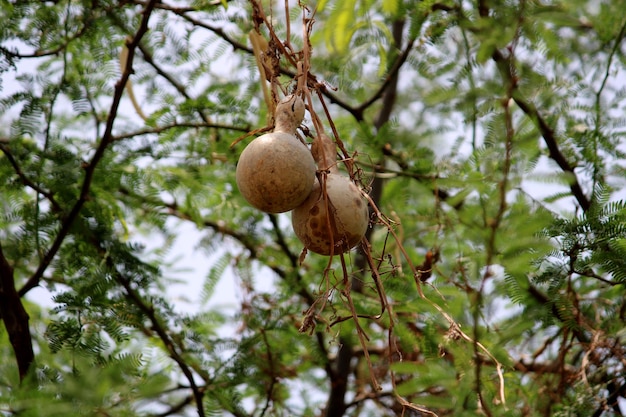 Nahaufnahmeansicht der wilden Frucht