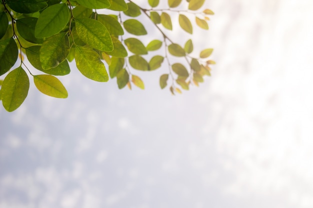 Foto nahaufnahmeansicht von grünen blättern und von himmel bokeh-hintergrund und von natürlichem sonnenlicht.