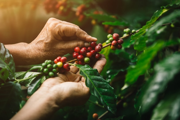 Nahaufnahmearabica-Kaffeekirschen mit den Landwirthänden