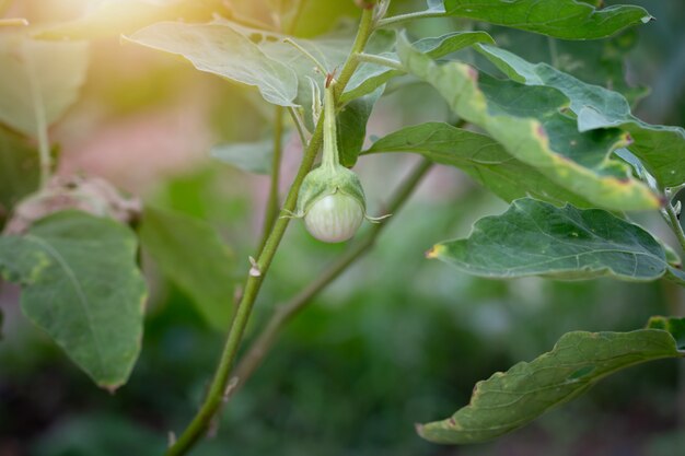 Nahaufnahmeaubergine auf Biogarten