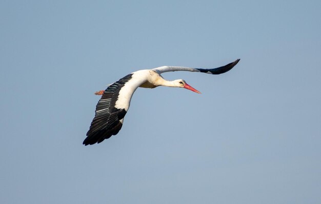 Nahaufnahmeaufnahme des fliegenden Weißstorchs Ciconia ciconia