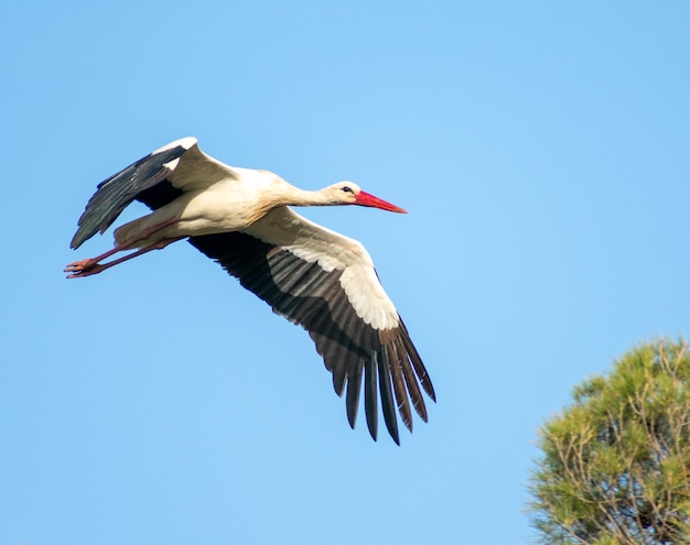 Nahaufnahmeaufnahme des fliegenden Weißstorchs Ciconia ciconia