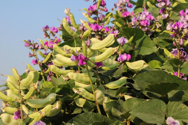 Nahaufnahmeaufnahme des Hyazinthbohnenbaums mit Bohnen und purpurroten Blumen