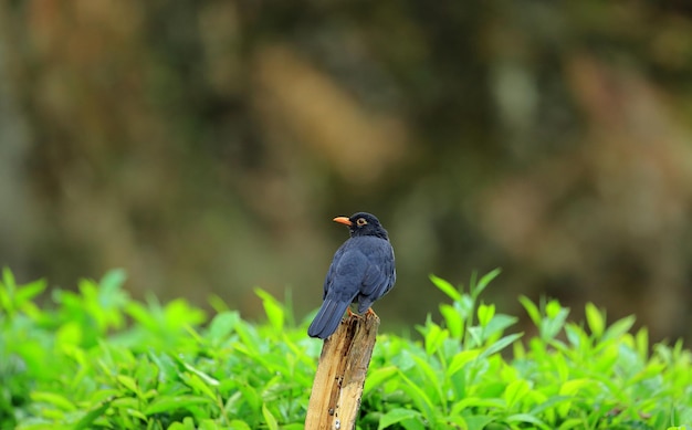 Nahaufnahmeaufnahme einer gemeinen Amsel