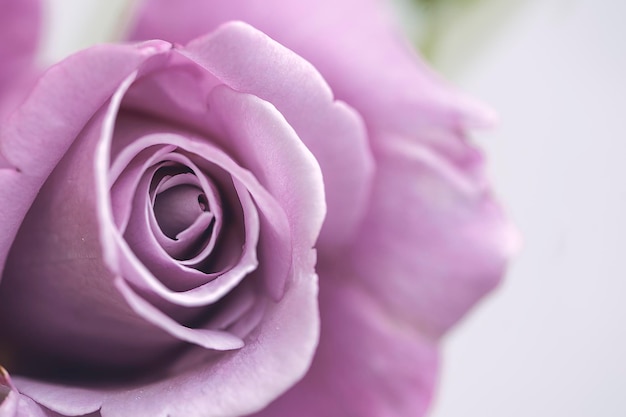 Nahaufnahmeaufnahme einer purpurroten Rose gut für Hintergrund