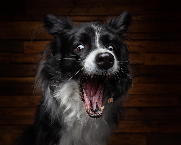 Nahaufnahmeaufnahme eines Border Collie mit einem lustigen Gesicht