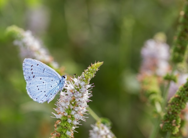 Nahaufnahmeaufnahme eines gemeinsamen blauen Schmetterlings auf einer Wildblume