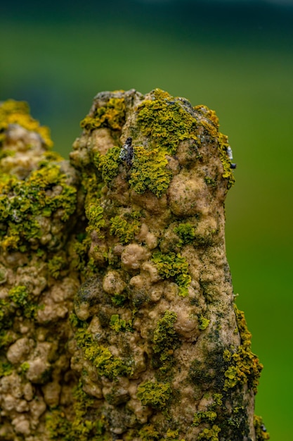 Nahaufnahmeaufnahme eines geologischen Formationsfelsens mit unscharfem Hintergrund