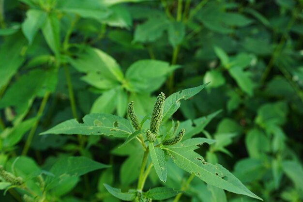 Nahaufnahmeaufnahme eines grünen Riesenragweeds