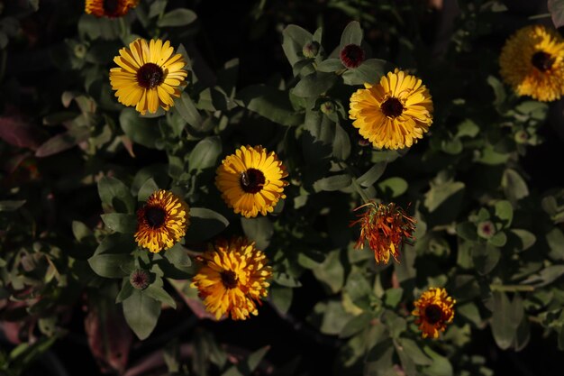 Nahaufnahmeaufnahme eines kleinen gelben Calendula-Buschs unter dem Sonnenlicht