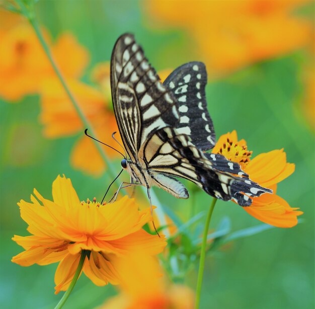 Nahaufnahmeaufnahme eines Schmetterlings auf einer leuchtend orange Blume mit unscharfem Hintergrund