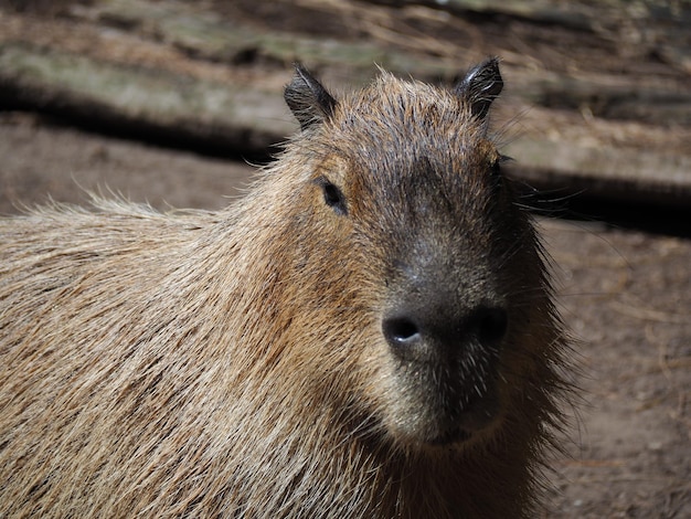 Nahaufnahmeaufnahme eines Wasserschweins