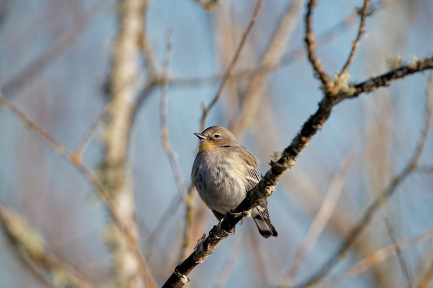 Nahaufnahmeaufnahme eines Yellowrumped Warbler auf dem Baumzweig