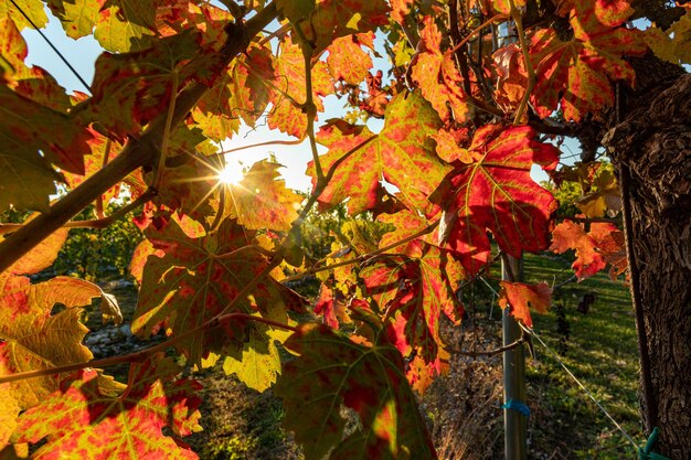 Nahaufnahmeaufnahme von bunten Blättern des Weinbergs bei Sonnenuntergang im Herbst