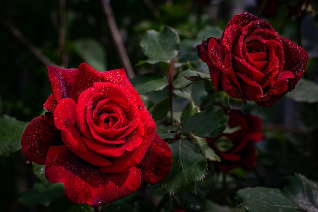 Nahaufnahmeaufnahme von schönen voll blühenden roten Rosen mit Wassertröpfchen gegen einen unscharfen Hintergrund