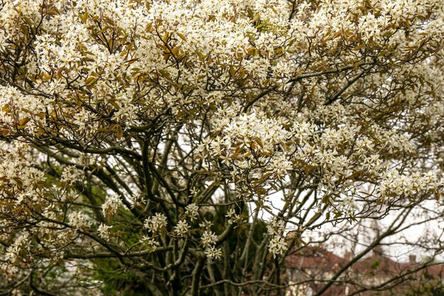 Nahaufnahmeaufnahme von weißen Junibeerblumen auf einem Baum