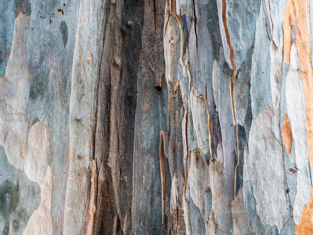 Nahaufnahmebeschaffenheit des gesprungenen Eukalyptusglobulusbaums