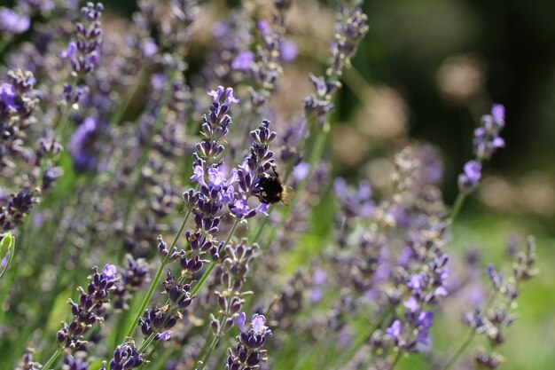 Nahaufnahmebienen auf Lavendelblüten