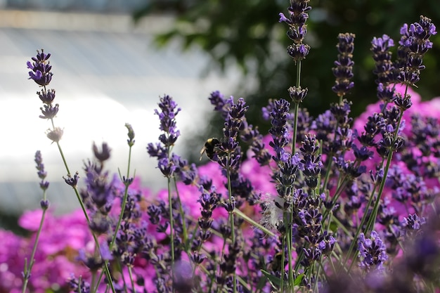 Nahaufnahmebienen auf Lavendelblüten